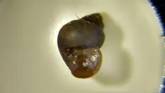 Mud Amnicola thumbnail 4