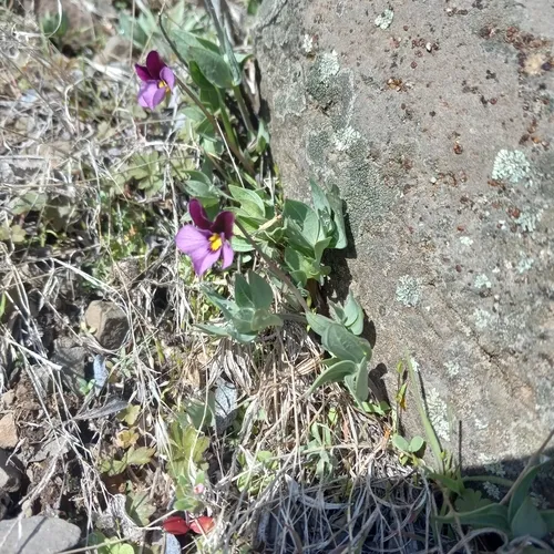 sagebrush violet