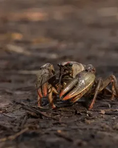 Paintedhand Mudbug thumbnail 4