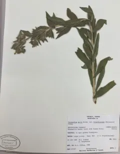false gromwell thumbnail 3