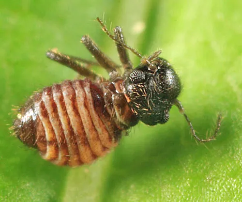 Reuterella helvimacula