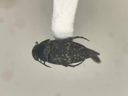 Boreal Tumbling Flower Beetle