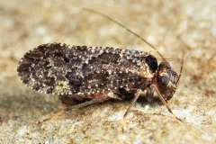 Lichenomima lugens thumbnail 2