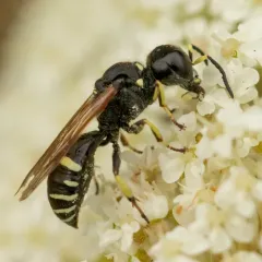 Ectemnius trifasciatus thumbnail 4