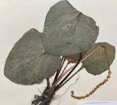 Heartleaf Plantain thumbnail 3