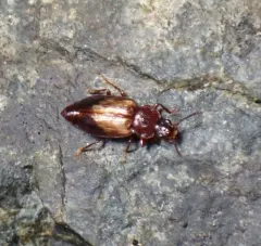 Deinopteroloma subcostatum thumbnail 4