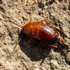 Virginia Wood Cockroach thumbnail 4