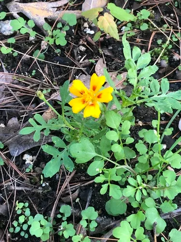 Red-crescent marigold