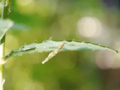 Coleophora rosaefoliella thumbnail 2
