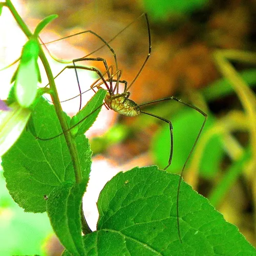 European Harvestman