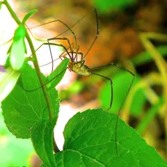 European Harvestman thumbnail 1