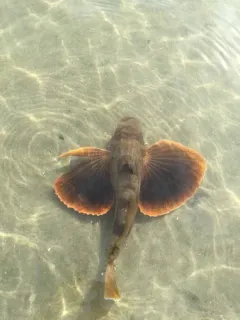 Striped Searobin thumbnail 4