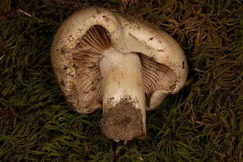 Hebeloma sporadicum