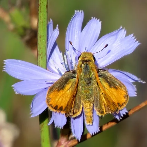 Fiery Skipper