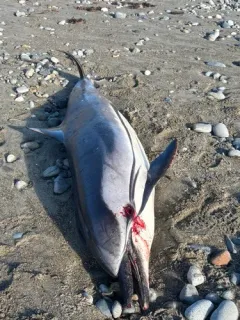Striped Dolphin thumbnail 3