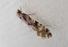 European grain moth thumbnail 2