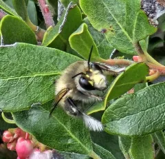 Pacific Digger Bee thumbnail 4