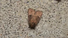 Anhimella perbrunnea thumbnail 2