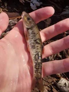 Largescale Stoneroller thumbnail 3