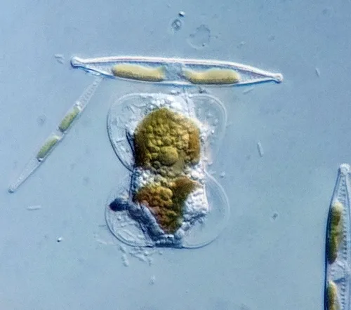 Entomoneis paludosa