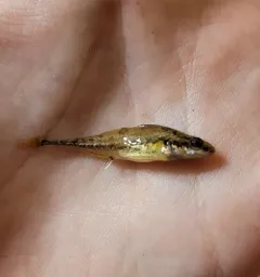 Fourspine Stickleback thumbnail 4