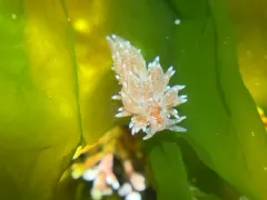 club-gilled nudibranch thumbnail 2