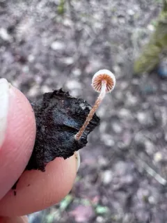 Flammulaster carpophilus thumbnail 3