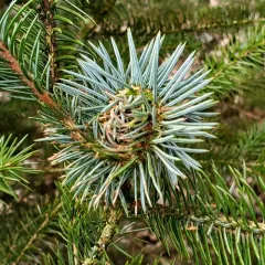 Douglas Fir Adelgid thumbnail 4