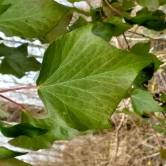 Atlantic Ivy thumbnail 4
