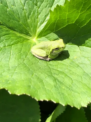 Cope's Gray Treefrog