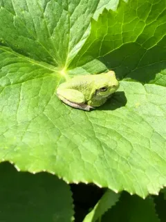 Cope's Gray Treefrog