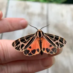 Parthenice Tiger Moth thumbnail 2