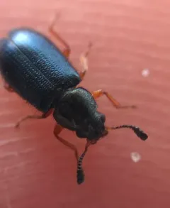 Red-legged Ham Beetle thumbnail 4