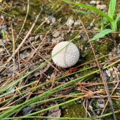 Peeling Puffball thumbnail 2