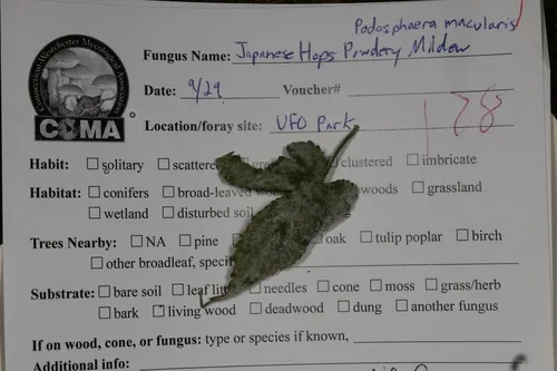 Podosphaera macularis