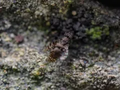 Limnellia anna thumbnail 1