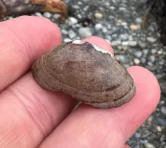 Rocking Chair Limpet thumbnail 3
