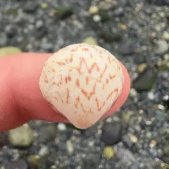 California Bittersweet Clam thumbnail 4