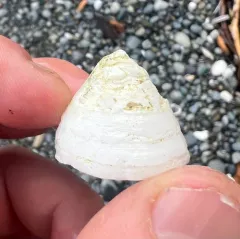 Whitecap Limpet thumbnail 4