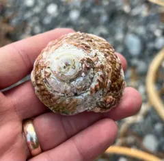 Red Turban Snail thumbnail 4