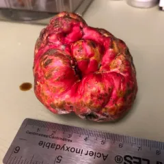 roseroot gall wasp thumbnail 4