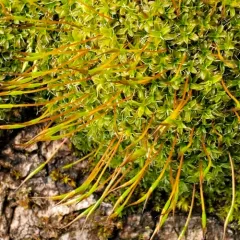 Wall Screw-moss thumbnail 4