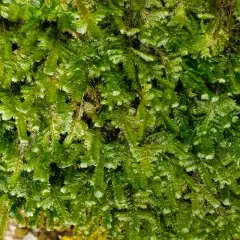 Lime Homalia Moss thumbnail 3