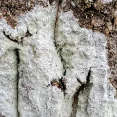 Whitewash Lichen thumbnail 3