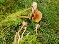 Laccaria longipes thumbnail 3