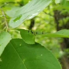 Plum Finger Gall Mite thumbnail 3