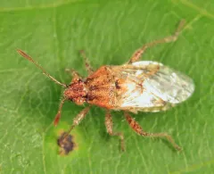 Arhyssus lateralis thumbnail 2