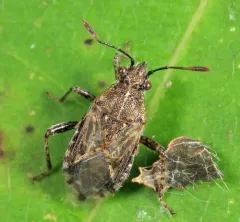 Arhyssus nigristernum thumbnail 3
