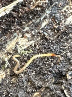 Common Schendyla thumbnail 2