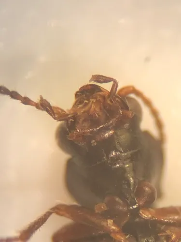 Bembidion graciliforme